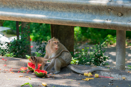猴子溺水摄影照片_猴子和他的宝宝在街上吃西瓜。