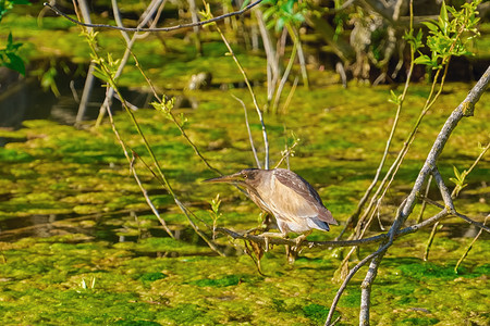 小卤水（Ixobrychus Minutus）