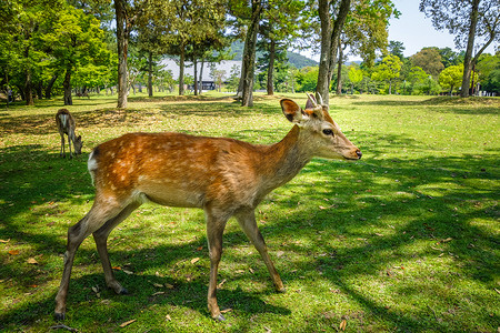 日本奈良鹿摄影照片_日本奈良公园的梅花鹿