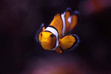 小丑鱼，Amphiprioninae，在海鱼中