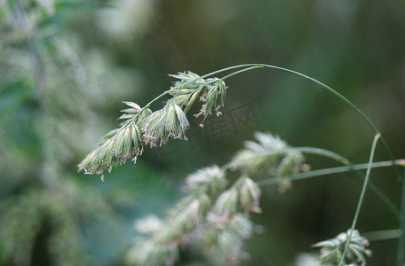 鸭茅草，也被称为鸡脚、果园草或猫草