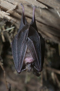 蝙蝠黑色摄影照片_小马蹄蝠 (Rhinolophus hipposideros)，悬挂，睡觉