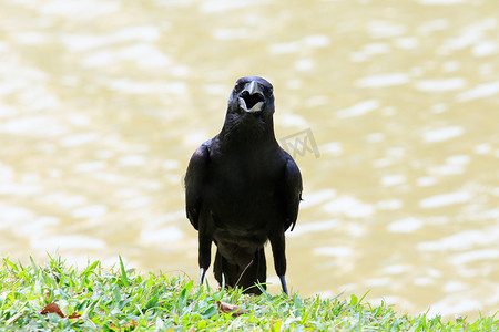 黑乌鸦鸟张嘴的脸