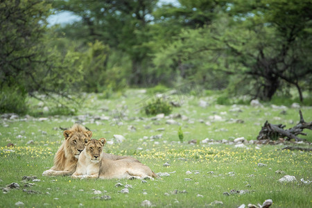 大吉大利天天吃鸡摄影照片_交配的几只狮子在草丛中。
