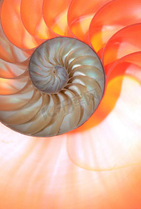 鹦鹉螺壳斐波那契对称截面螺旋结构增长黄金比例