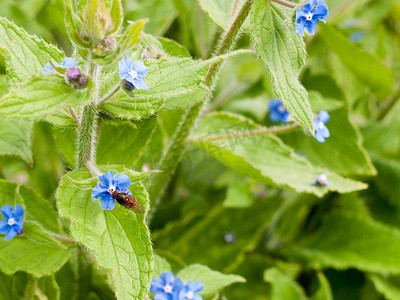 一只蜜蜂降落在一朵蓝色的花上并用