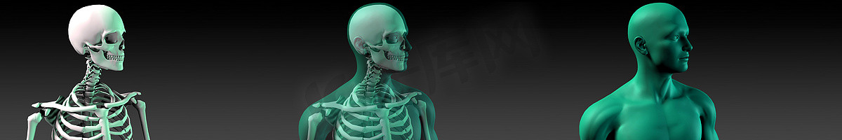 人体结构图摄影照片_人体骨骼结构图