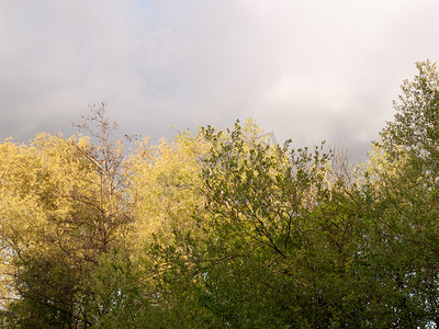 美妙的绿色和黄色树顶反对多云和阴暗