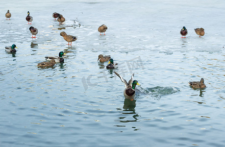 冰池塘摄影照片_漂浮在冬天冰花园池塘上的鸭群