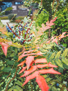 Mahonia aquifolium 或俄勒冈葡萄。