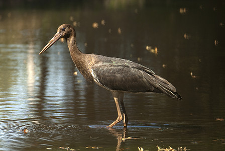 黑鹳 (Ciconia nigra)，年轻人在水中寻找食物