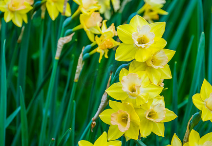 春季盛开的成簇黄色水仙花，自然背景