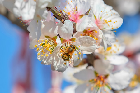 花上的蜜蜂