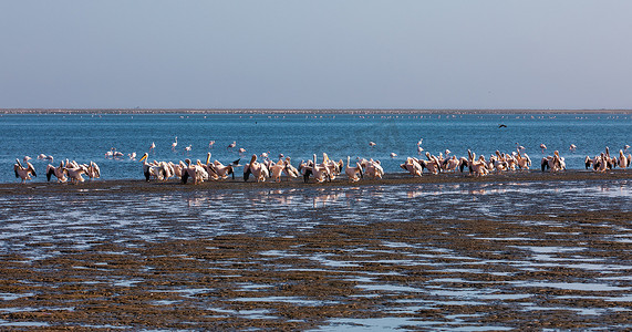 水墨龙背景摄影照片_纳米比亚沃尔维斯湾的粉背鹈鹕栖息地