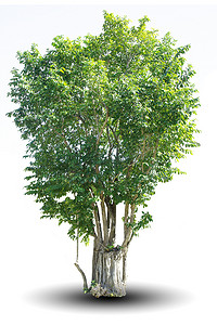 枫树林背景摄影照片_孤立在白色背景上的树