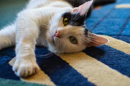 地毯猫摄影照片_黑白相间的猫躺在地毯上