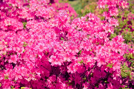 粉色杜鹃摄影照片_盛开的草甸，有杜鹃花丛的粉红色花朵