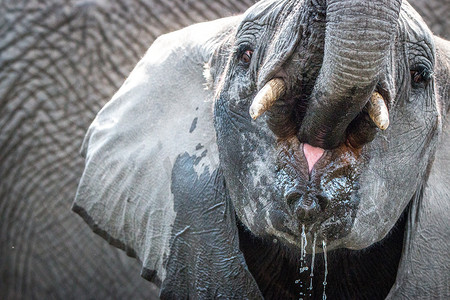 大象喝水的特写。