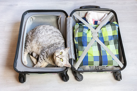 躺在打包好的手提箱里的猫