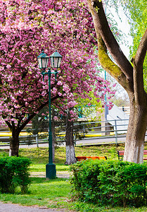 樱花公园里的旧灯笼