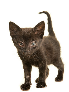 生病的小猫摄影照片_患有打喷嚏病的可爱黑猫是一种病毒