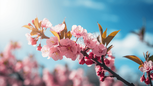白天在蓝天下开着粉红色的樱花