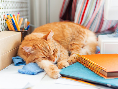 宠物用品电商淘宝摄影照片_可爱的姜黄色猫睡在办公用品和缝纫机之间。