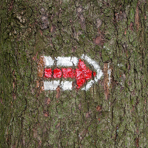 路径指示摄影照片_捷克游客在树干树皮上签名，远足