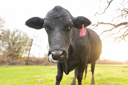 黑牛摄影照片_用于肉类生产的黑安格斯牛的放养