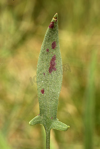 Rumex acetosella，过敏原植物