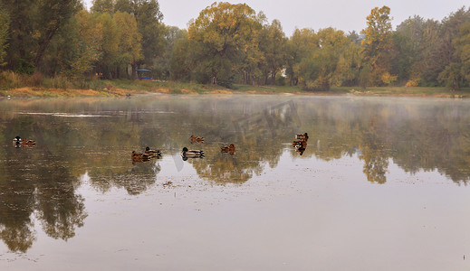 景观野鸭在背景下的森林湖泊上游动
