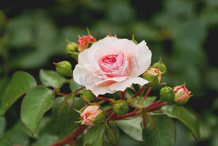 卫背景摄影照片_自然的夏季背景与大卫奥斯汀粉红玫瑰。