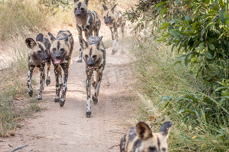 奔跑乌龟摄影照片_一群非洲野狗在奔跑。