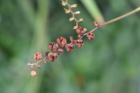 路西法摄影照片_Montbretia 路西法种子