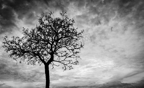 在黑暗的天空背景上现出轮廓死树的可怕或死亡。