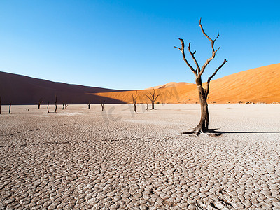 死骆驼刺树在 Deadvlei 干锅与开裂的土壤在纳米布沙漠红色沙丘，Sossusvlei，纳米比亚，非洲中部