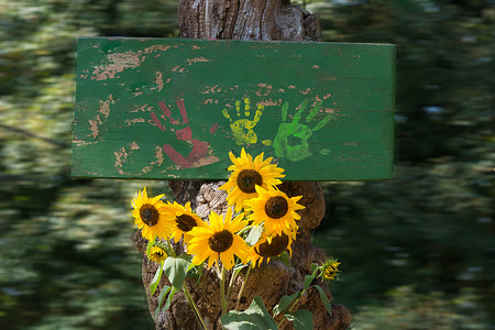 盾牌图片摄影照片_有明亮的黄色向日葵的绿色木板
