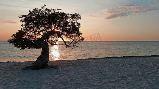 divi摄影照片_日落时加勒比海阿鲁巴岛上的 Divi divi 树