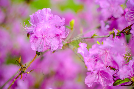 背景模糊的美丽粉色或紫色杜鹃花