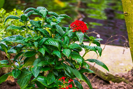 红色五角星摄影照片_五角星植物上的红色簇花，非洲流行的热带植物，观赏性花园植物