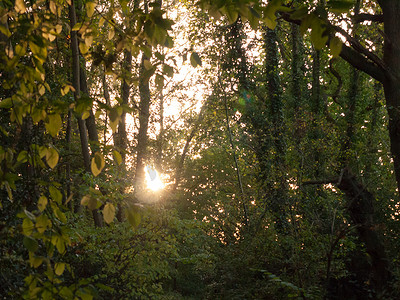 朦胧自然摄影照片_穿过树木的灯光设置模糊了自然树叶秋天