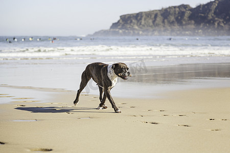 狗在沙滩上奔跑
