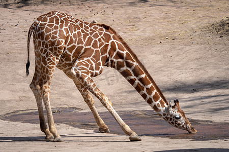 一只长颈鹿在干燥的风景中喝水