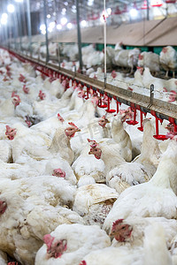 农场鸡摄影照片_农场病鸡或悲伤鸡、流行病、禽流感、健康问题。