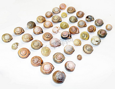 收集空蜗牛壳