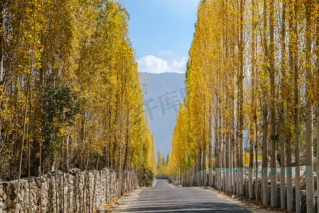 巴基斯坦摄影照片_秋天杨树间通往 Khaplu 的路