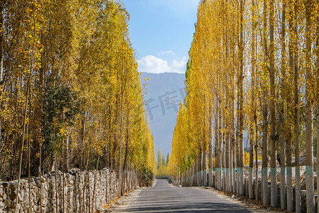 秋天杨树间通往 Khaplu 的路