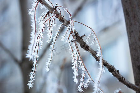 冷淡的冬天树枝细节特写覆盖着白雪