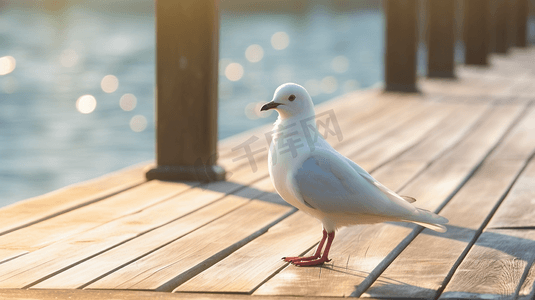 白色小鸟摄影照片_白天棕色木质码头上的白色小鸟