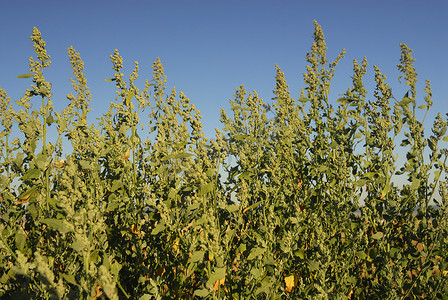 Chenopodium album，过敏原植物